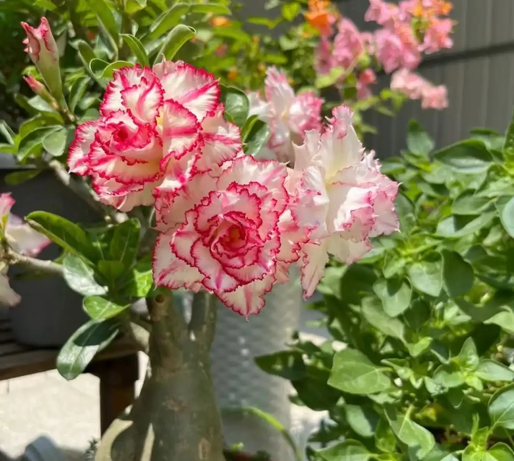 「不怕曬」的10種花，天生喜歡陽光，越曬開花越漂亮