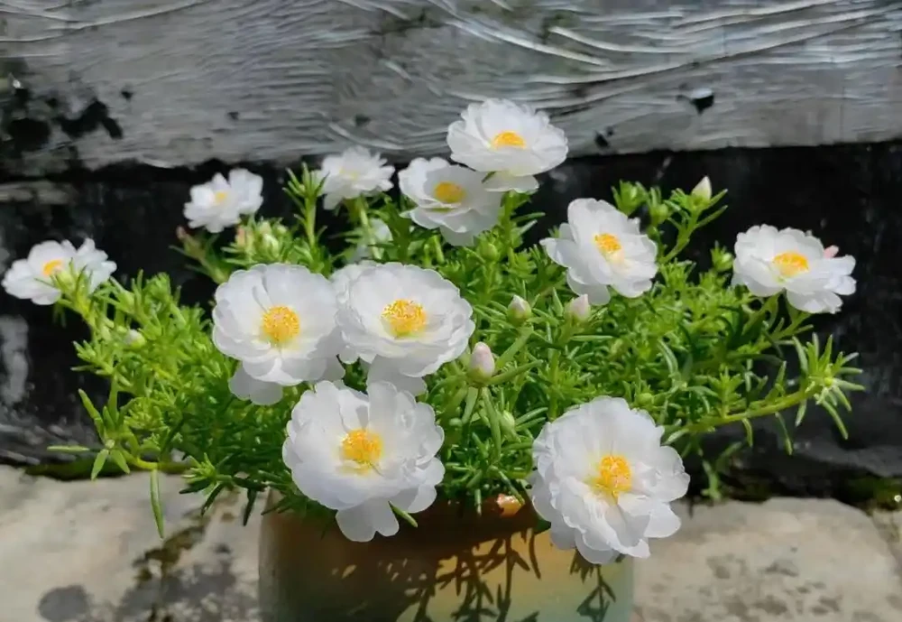 「不怕曬」的10種花，天生喜歡陽光，越曬開花越漂亮