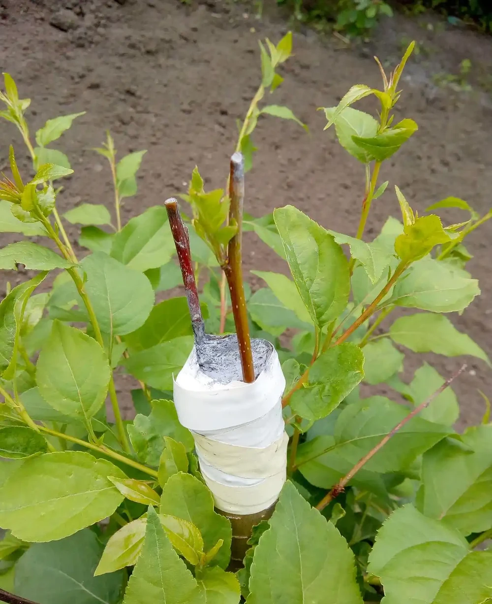 插枝枝條,長根最快的土辦法有哪些?