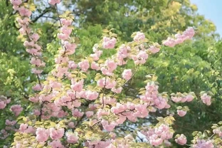 送你18幅花花桌布（橫屏豎屏都有）