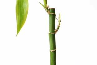 插枝枝條，長根最快的土辦法有哪些？