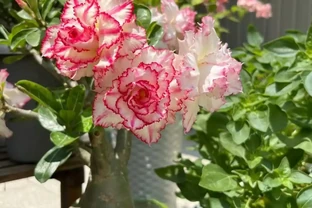 「不怕曬」的10種花，天生喜歡陽光，越曬開花越漂亮