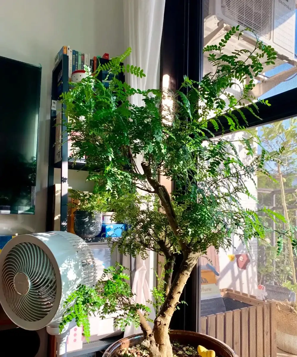 15種旺宅又旺家的綠植,養再多都不夠
