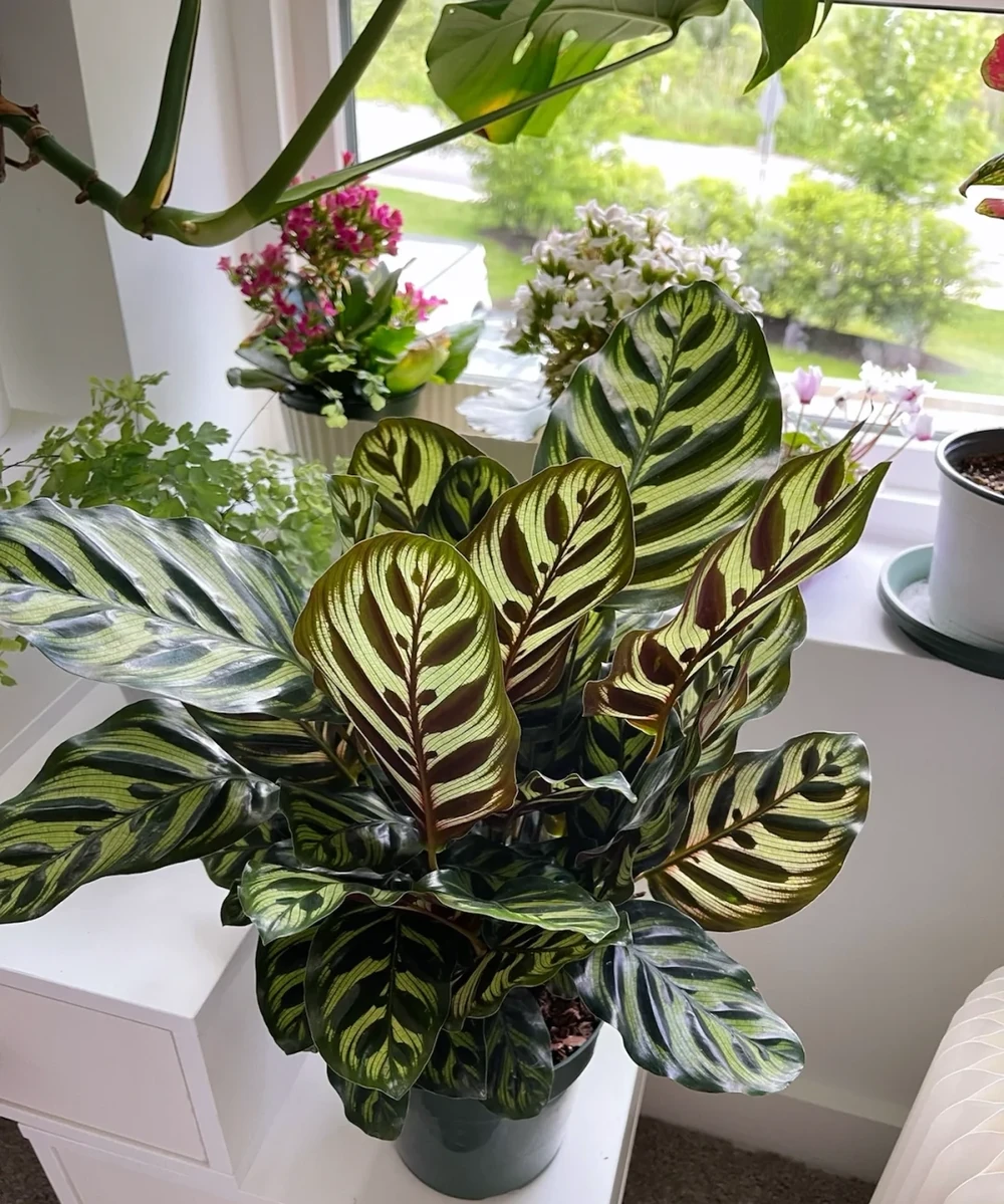 15種旺宅又旺家的綠植,養再多都不夠