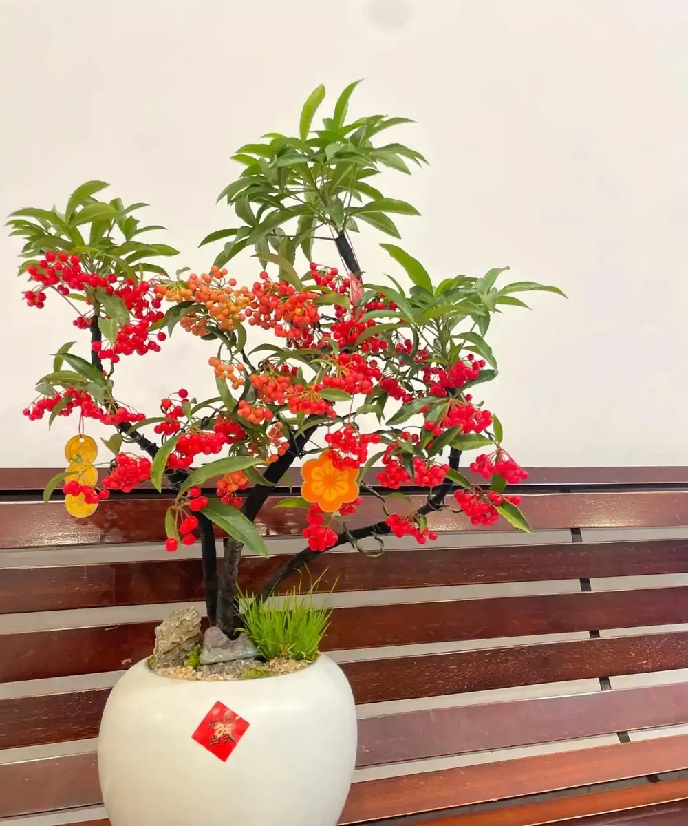 15種旺宅又旺家的綠植,養再多都不夠