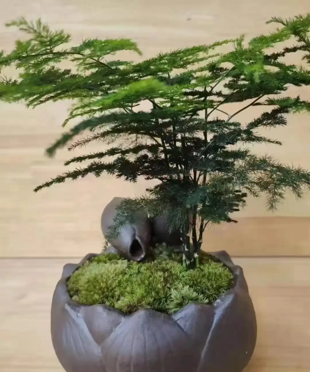 15種旺宅又旺家的綠植,養再多都不夠