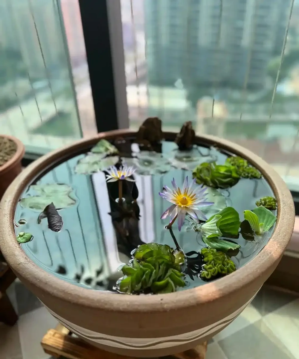 15種旺宅又旺家的綠植,養再多都不夠