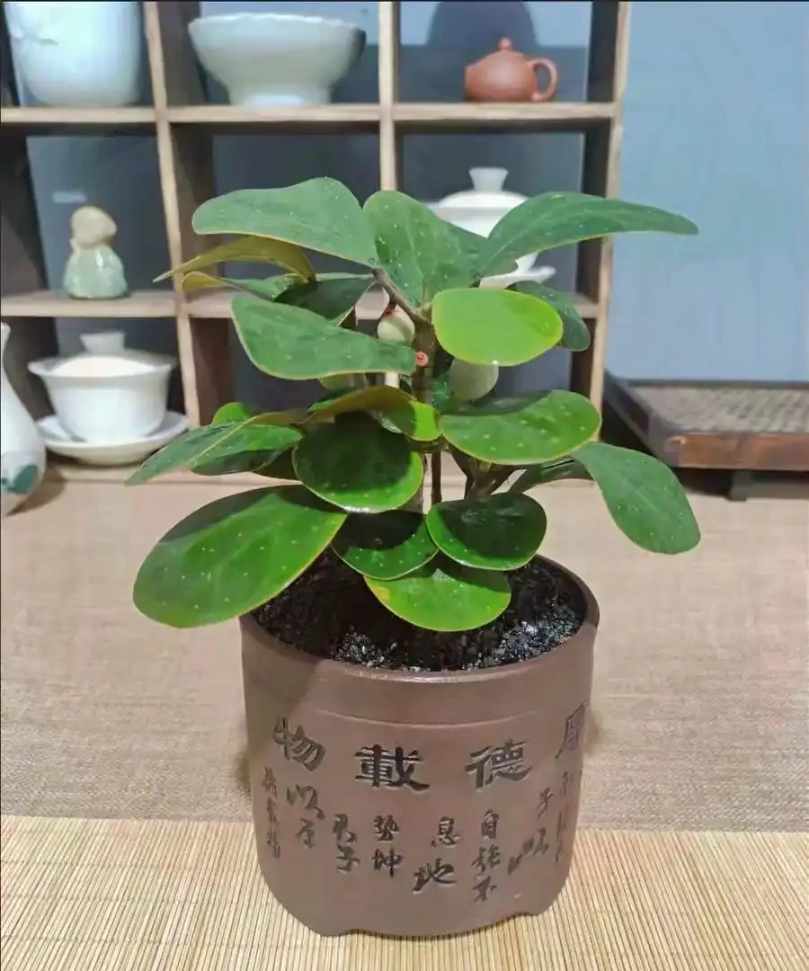 15種旺宅又旺家的綠植,養再多都不夠