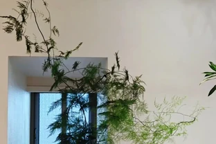 15種旺宅又旺家的綠植，養再多都不夠