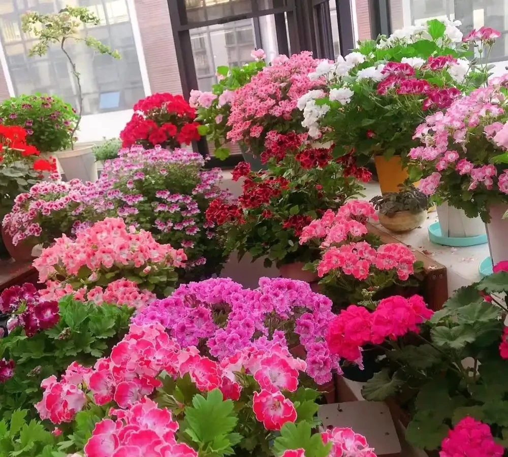 10種花,北方室內超好養,開花還超漂亮