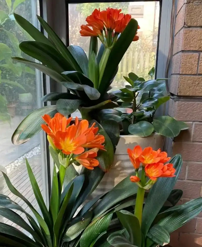 10種花,北方室內超好養,開花還超漂亮