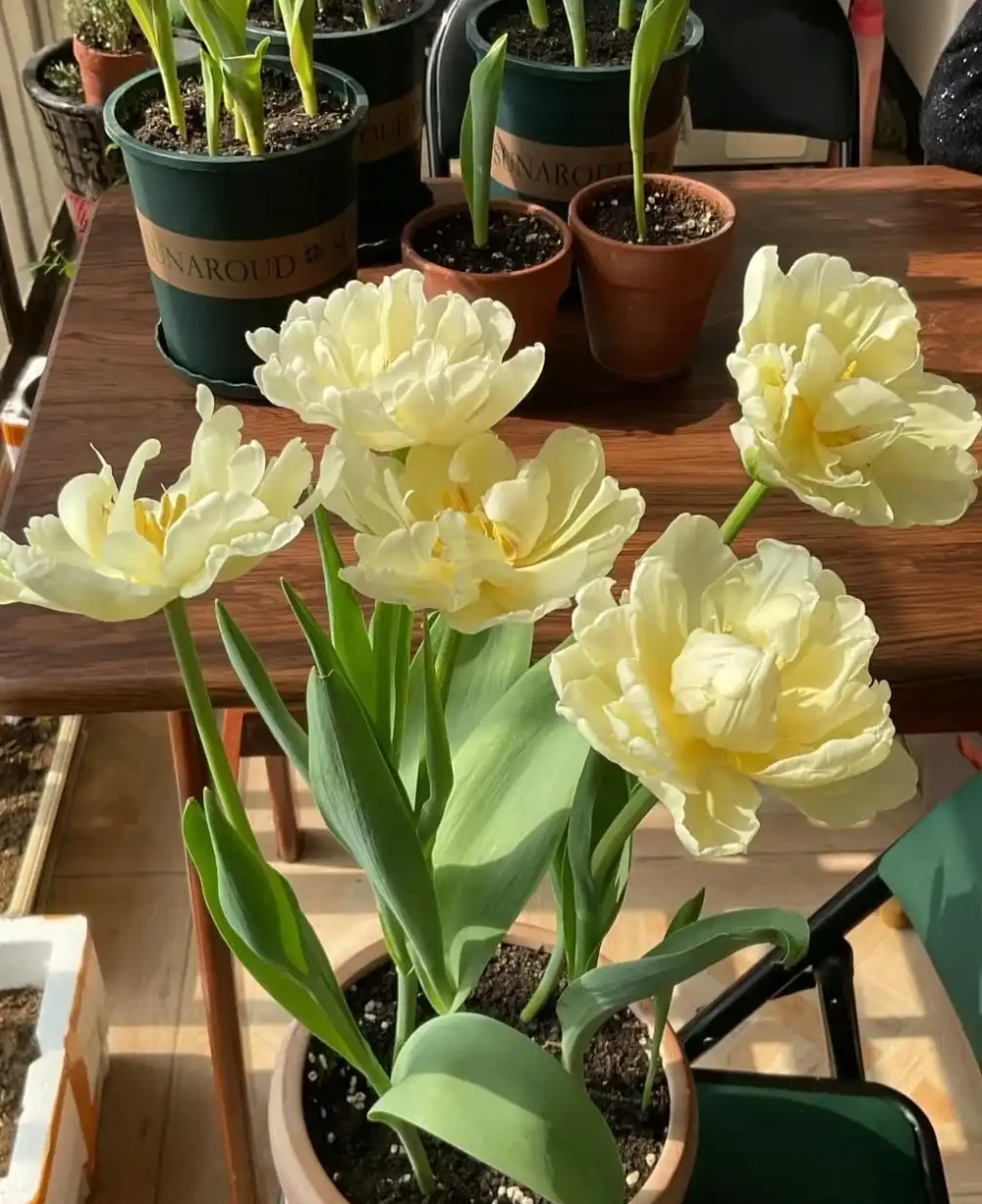 10種花,北方室內超好養,開花還超漂亮