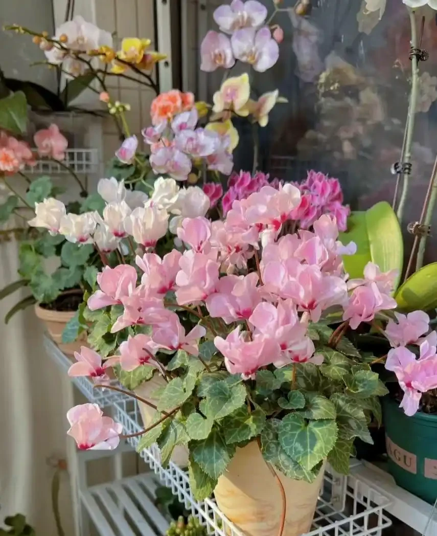 10種花,北方室內超好養,開花還超漂亮