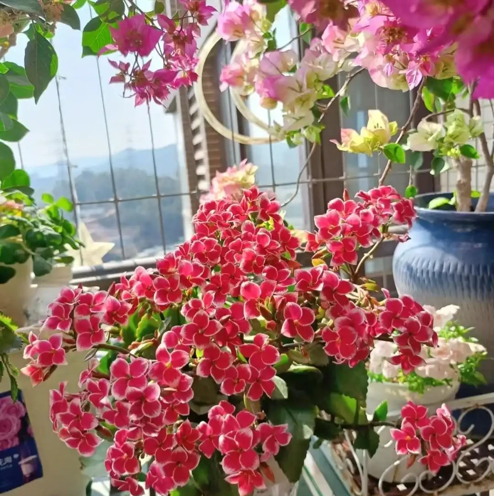 10種花,北方室內超好養,開花還超漂亮