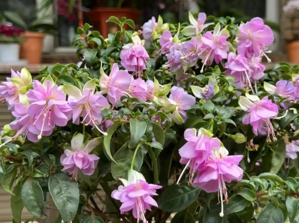 10種花,北方室內超好養,開花還超漂亮