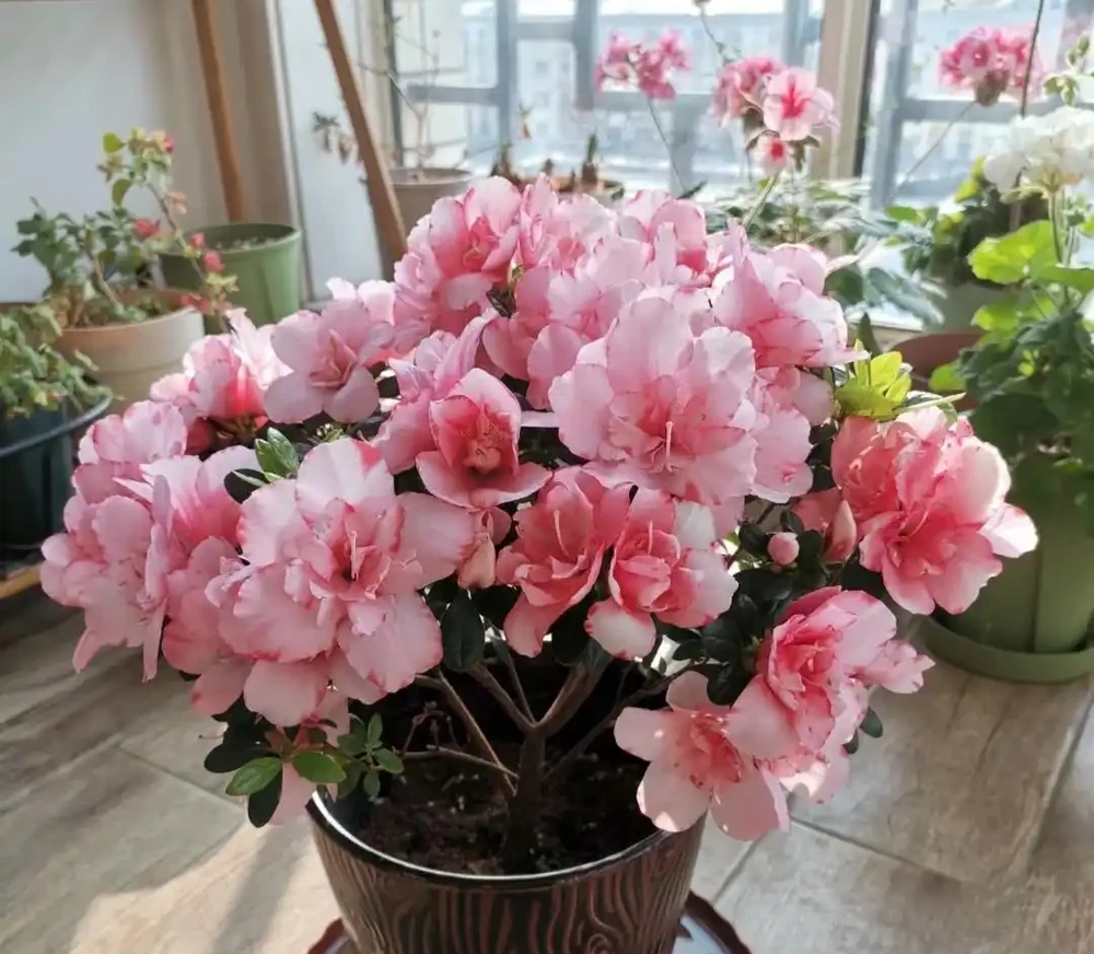 10種花,北方室內超好養,開花還超漂亮