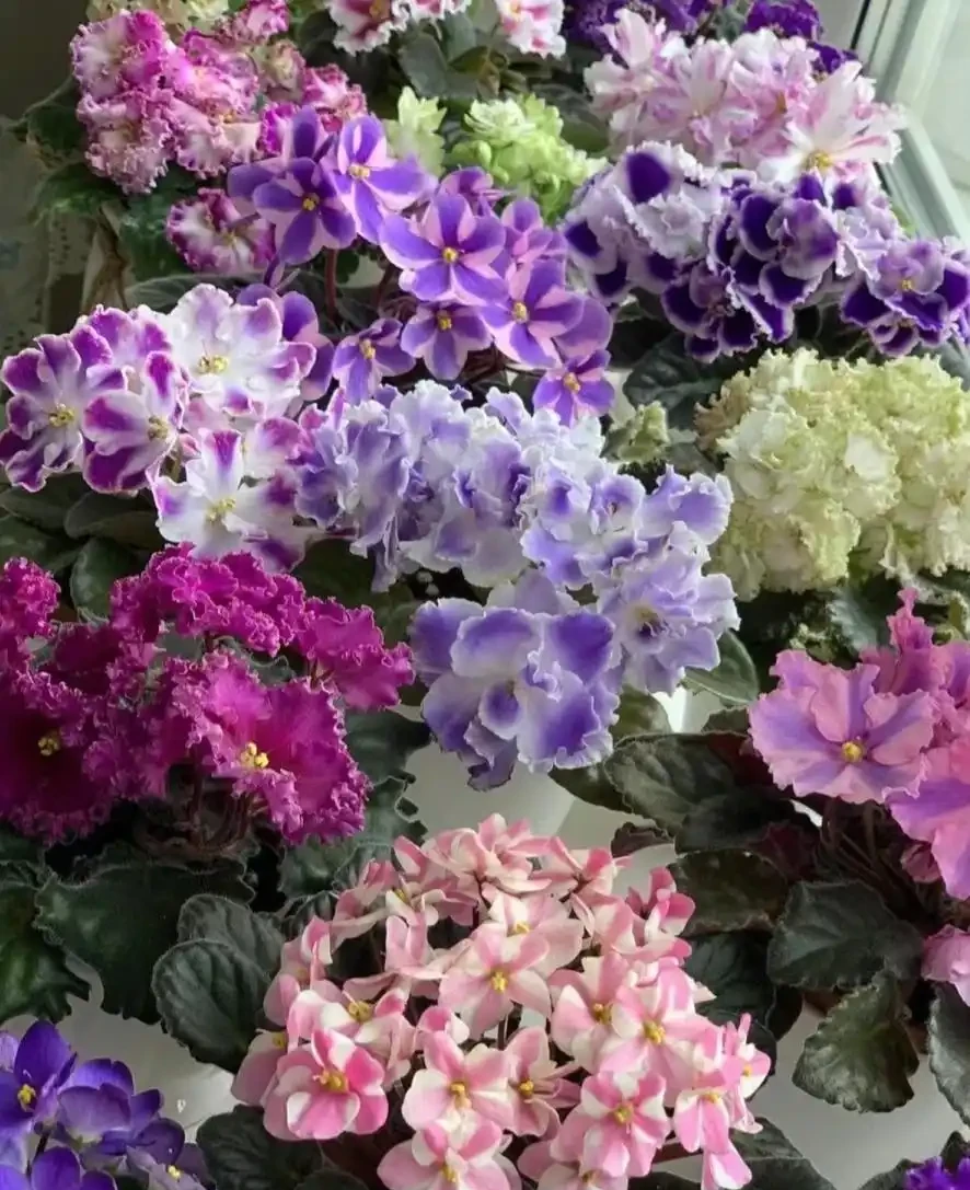 10種花,北方室內超好養,開花還超漂亮