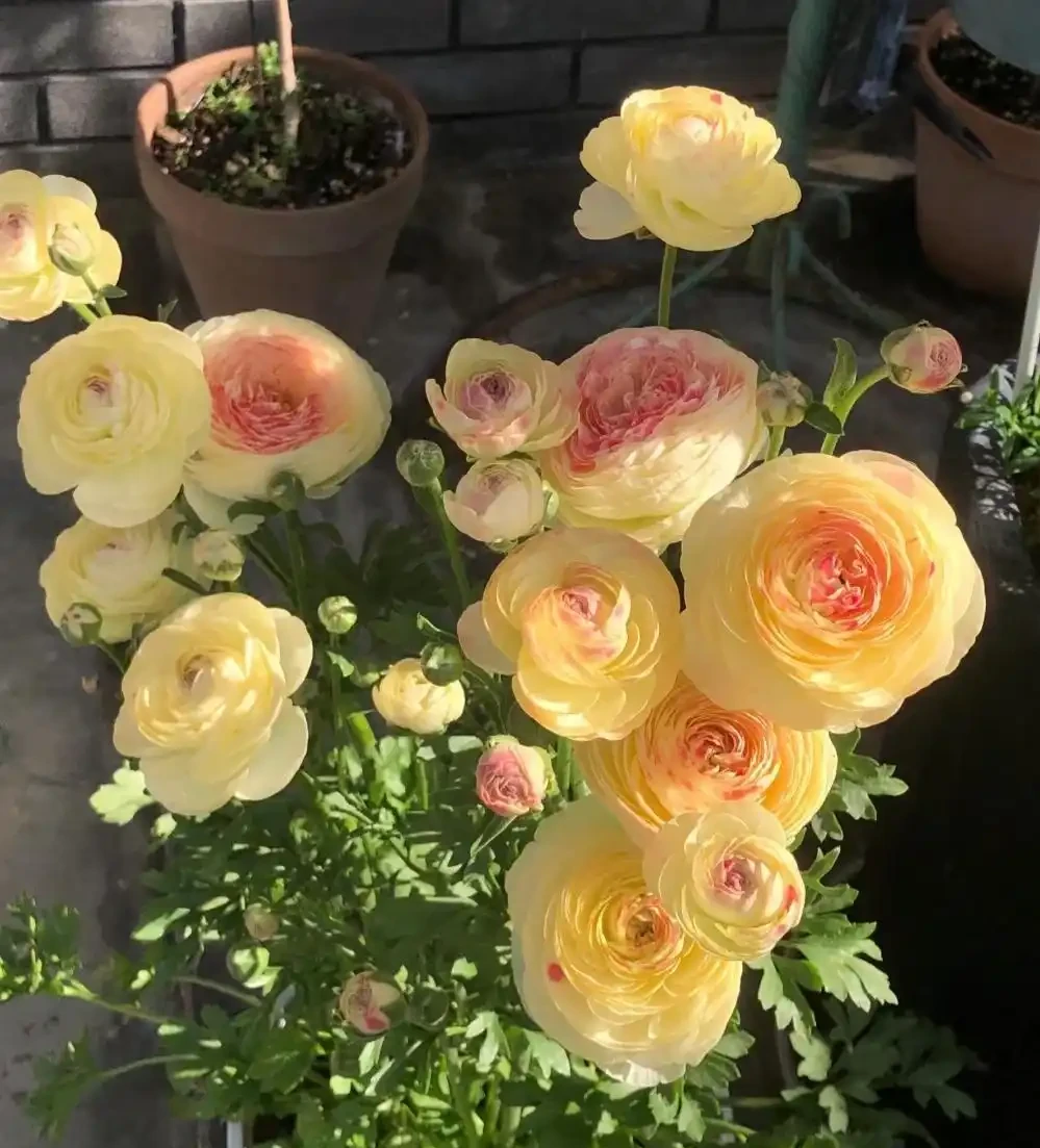 10種花,北方室內超好養,開花還超漂亮
