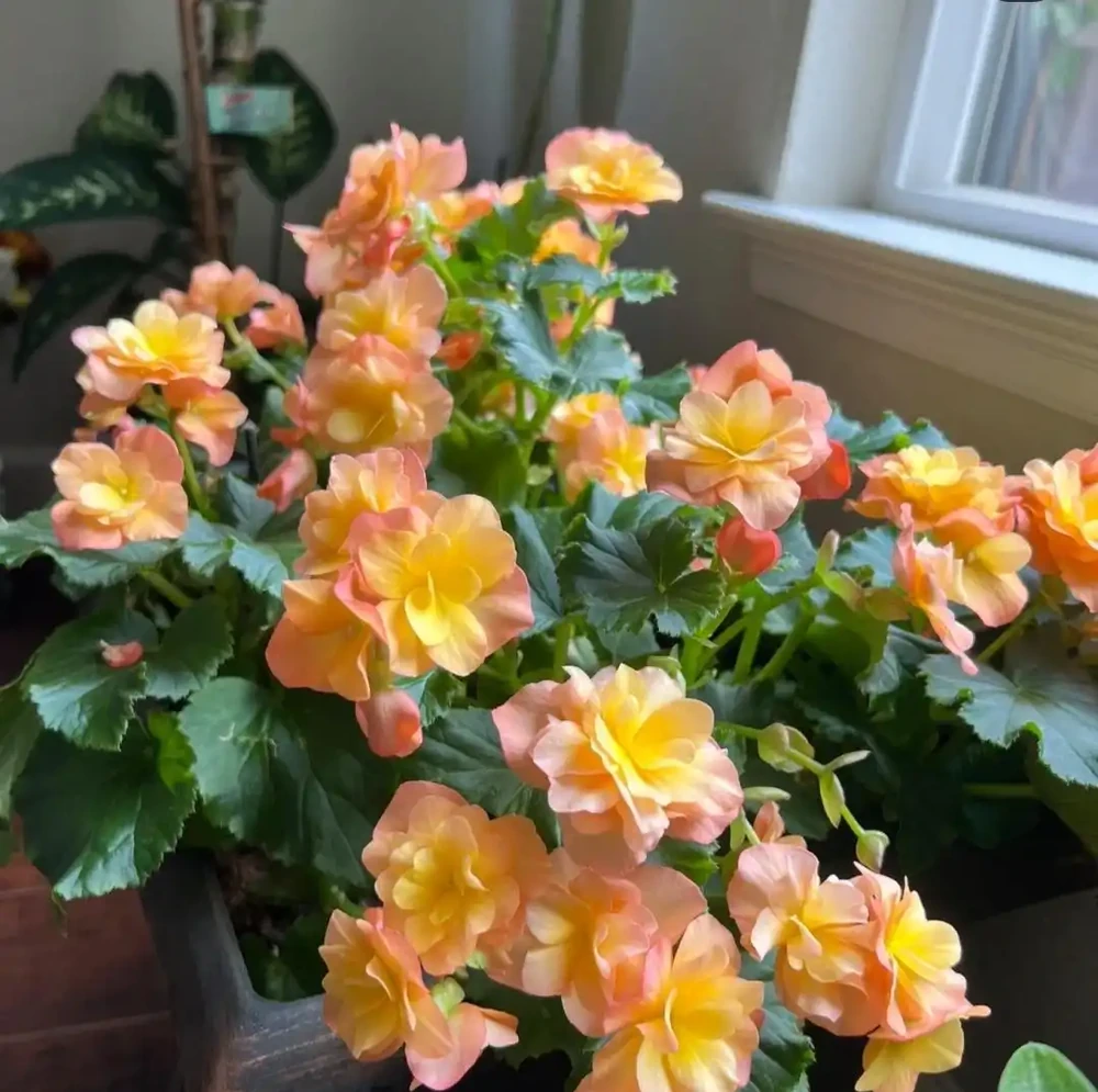 10種花,北方室內超好養,開花還超漂亮