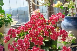 10種花，北方室內超好養，開花還超漂亮