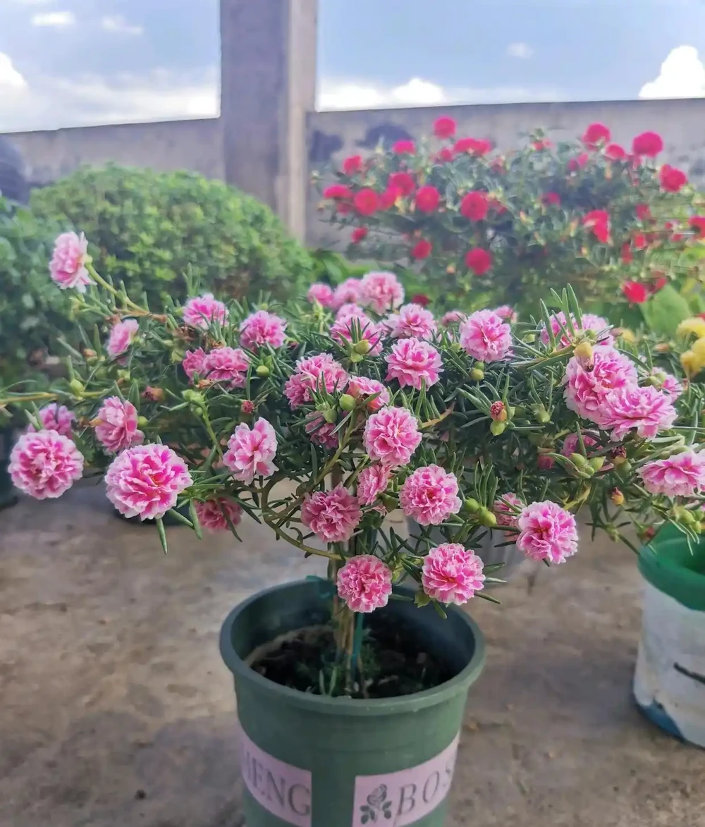粉芙蓉