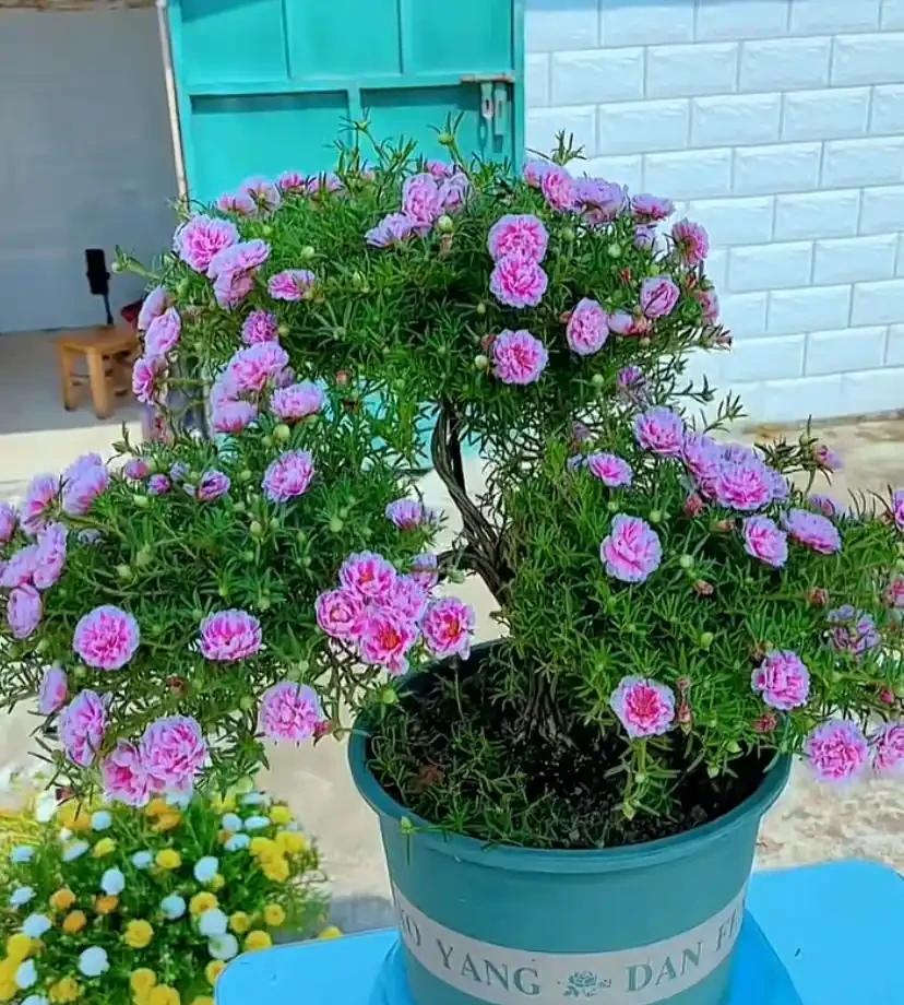 松葉牡丹樹