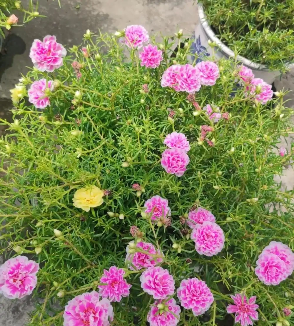 很皮實的植物
