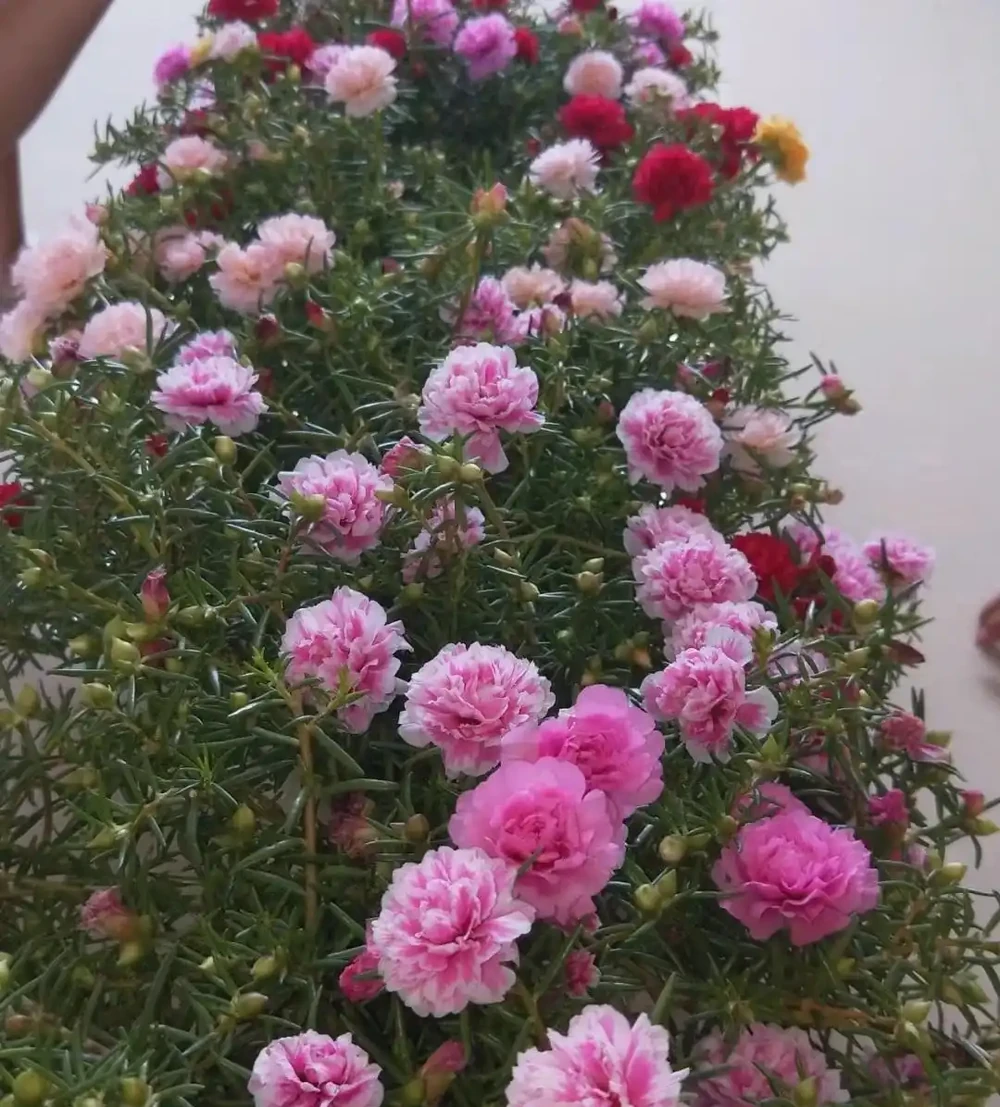 多年生草花