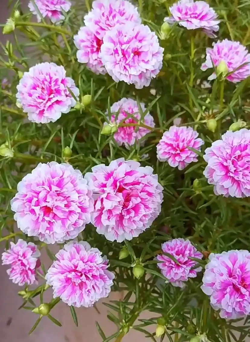 夏天開花最美
