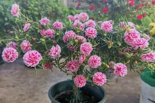 成功「逆襲」的一種花，以前是路邊的野花，現在是養花界「寵兒」