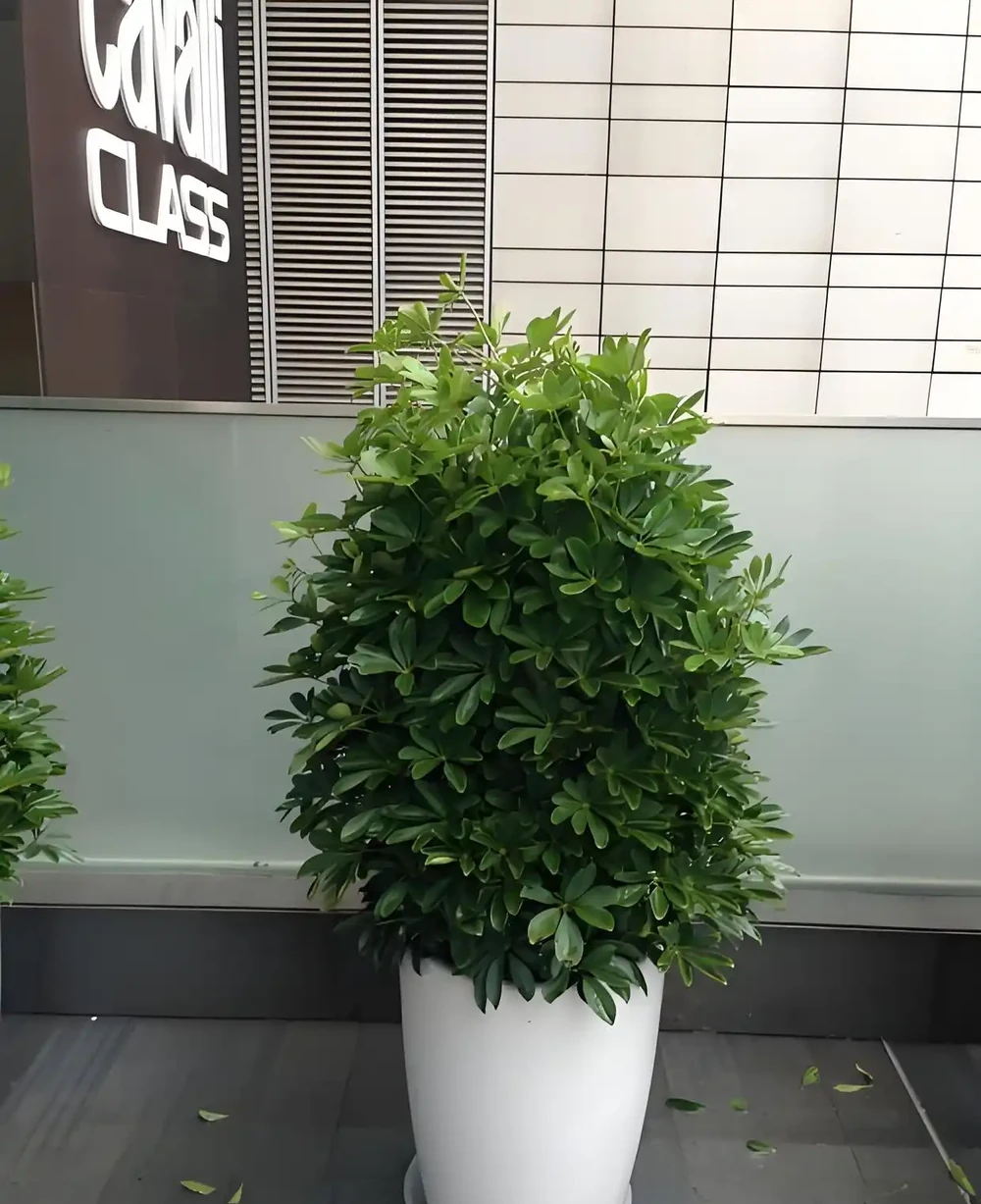 鴨腳木喜陰還是喜陽,鴨腳木的栽培與養護方法