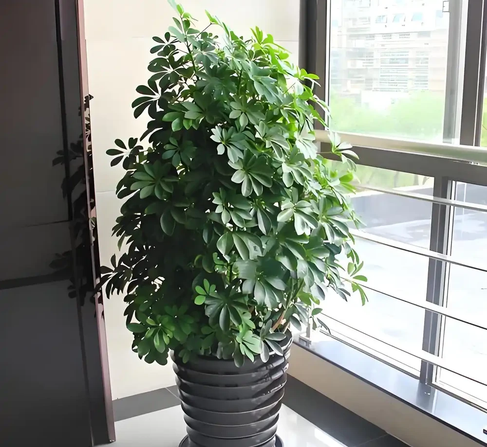 鴨腳木喜陰還是喜陽,鴨腳木的栽培與養護方法