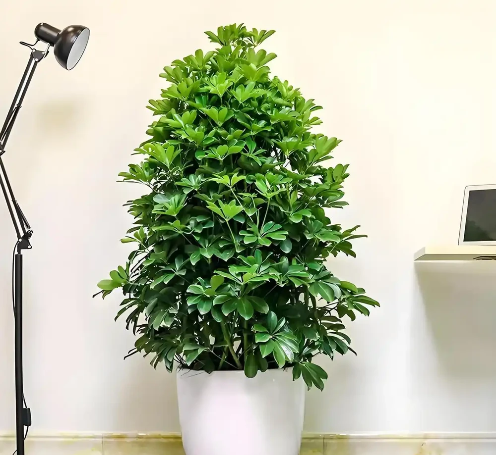 鴨腳木喜陰還是喜陽,鴨腳木的栽培與養護方法