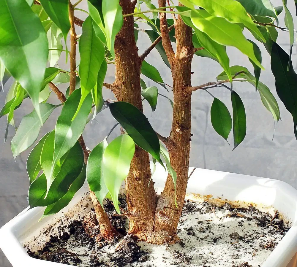 發財樹用什麼土栽培最好,養發財樹需要什麼特殊環境?