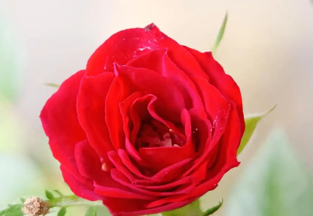 玫瑰花葉子枯萎發黃掉葉怎麼回事