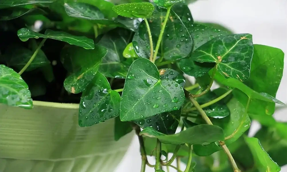 「二手菸」剋星,這7種花是空氣衛士,家裡有抽菸的一定要養一盆
