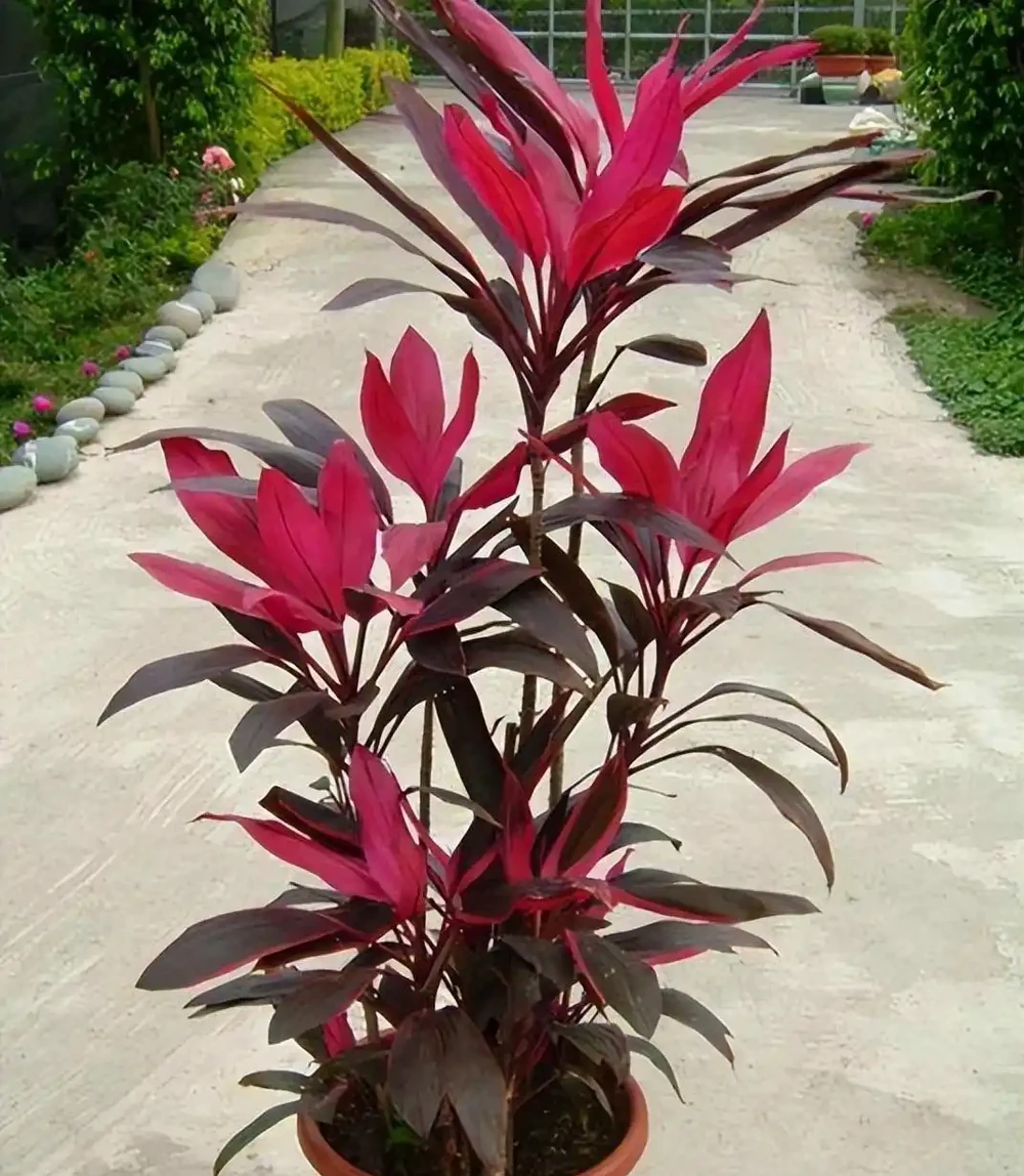 「二手菸」剋星,這7種花是空氣衛士,家裡有抽菸的一定要養一盆