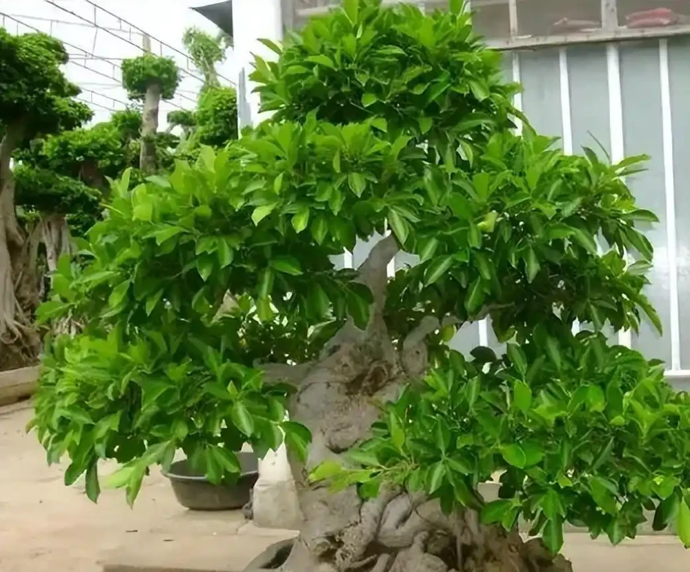 「二手菸」剋星,這7種花是空氣衛士,家裡有抽菸的一定要養一盆