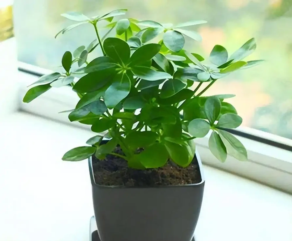 「二手菸」剋星,這7種花是空氣衛士,家裡有抽菸的一定要養一盆
