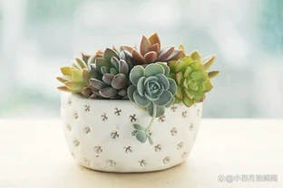 「二手菸」剋星，這7種花是空氣衛士，家裡有抽菸的一定要養一盆
