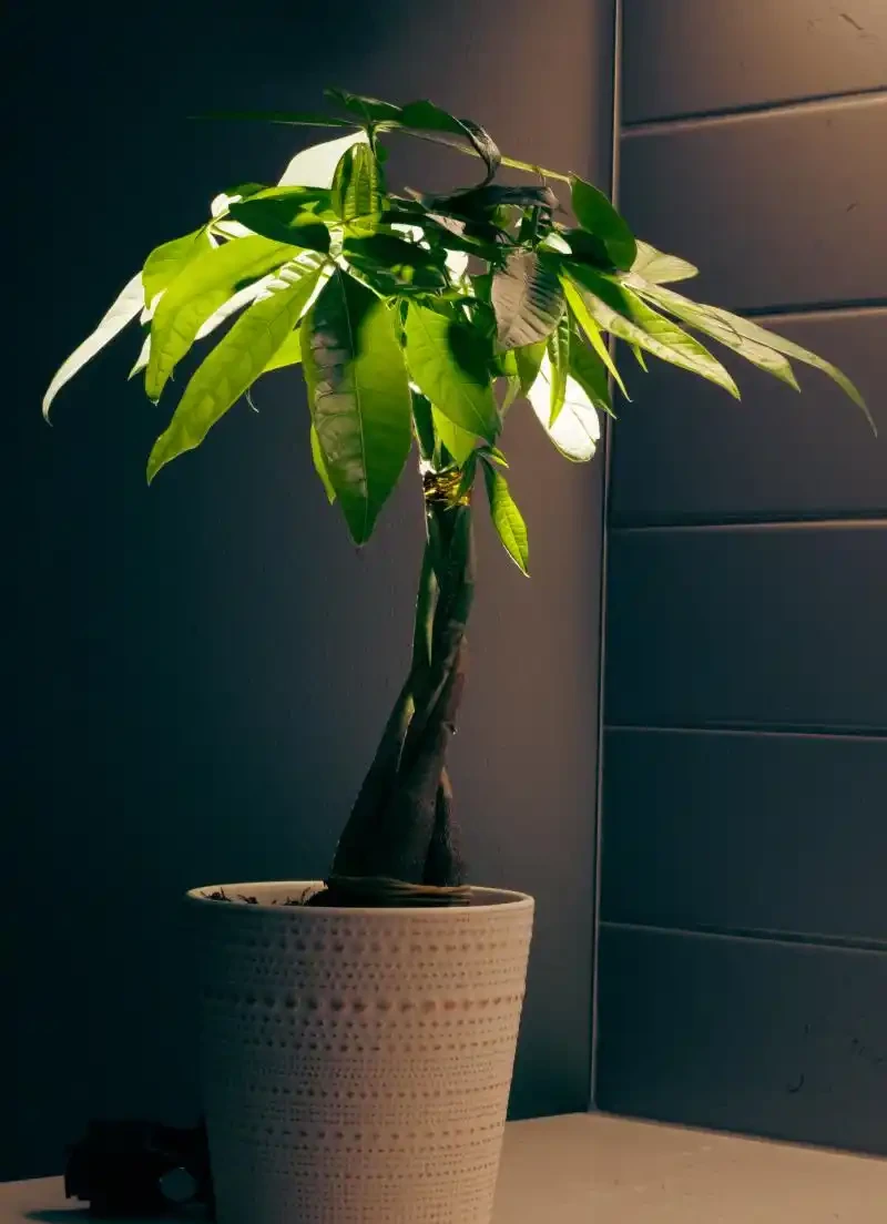 發財樹如何養護,如何澆水,有什麼技巧?