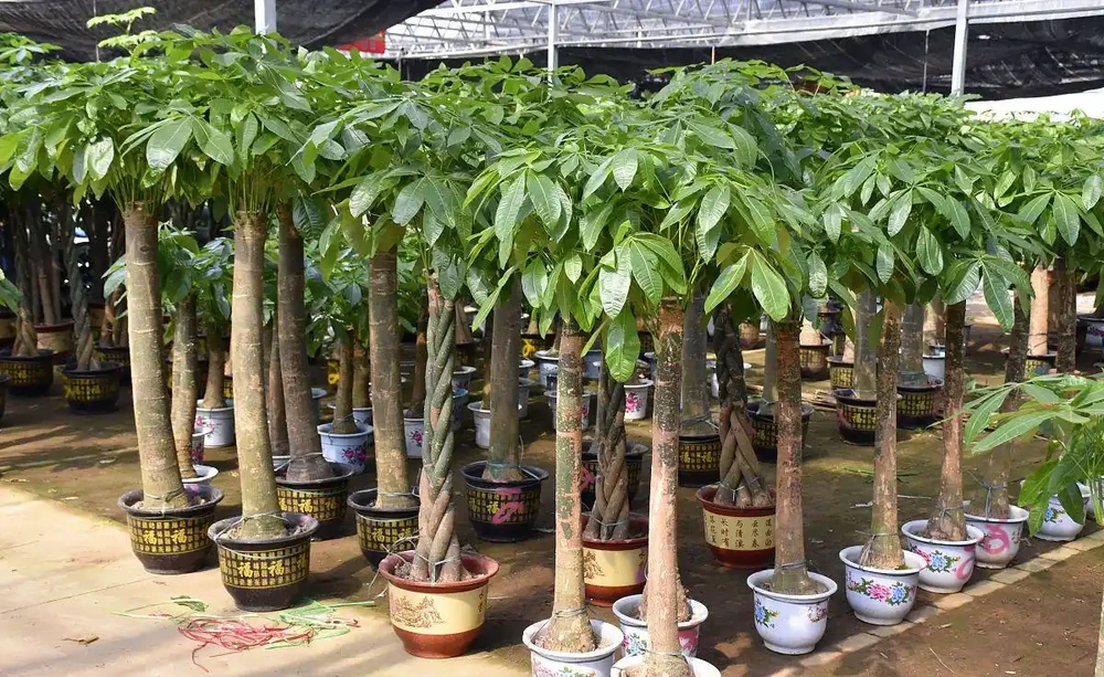發財樹如何養護,如何澆水,有什麼技巧?