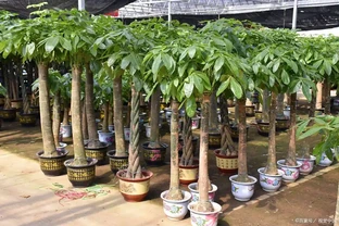 發財樹如何養護，如何澆水，有什麼技巧？