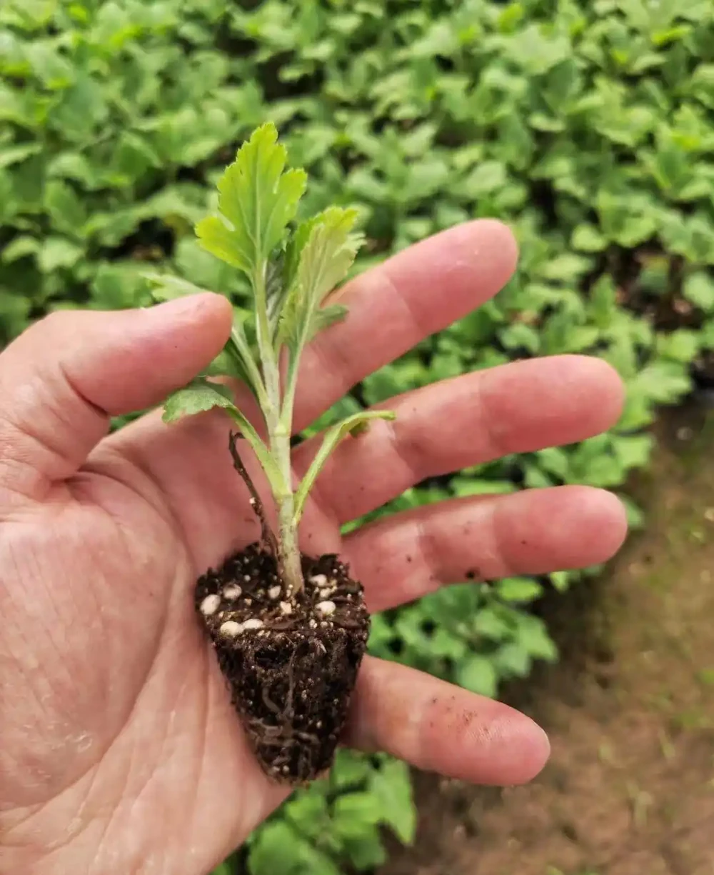 收到菊花苗後?菊花苗怎麼種植、澆水、馴化復原、控高、養護?