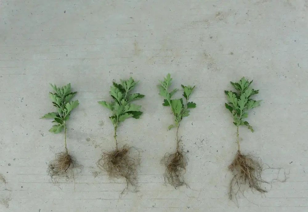 收到菊花苗後?菊花苗怎麼種植、澆水、馴化復原、控高、養護?