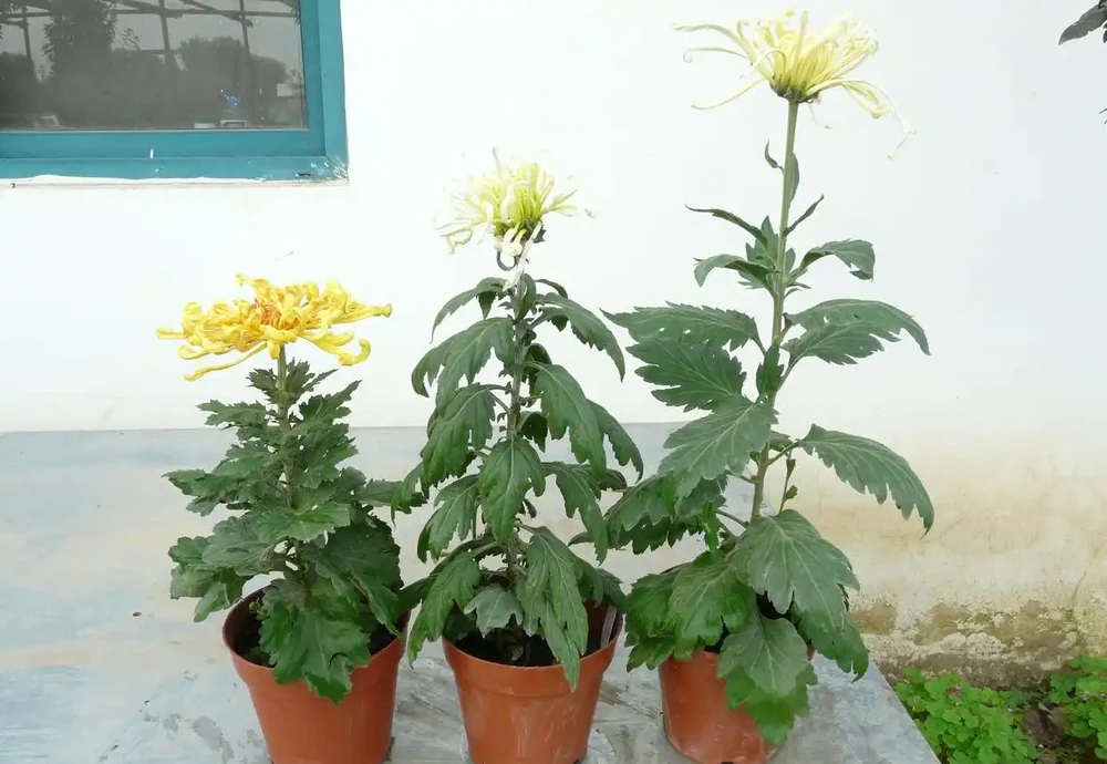 收到菊花苗後?菊花苗怎麼種植、澆水、馴化復原、控高、養護?