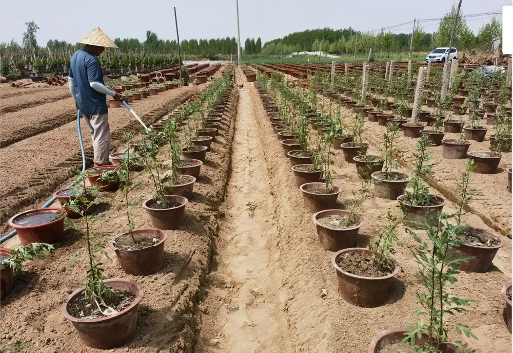 收到菊花苗後?菊花苗怎麼種植、澆水、馴化復原、控高、養護?