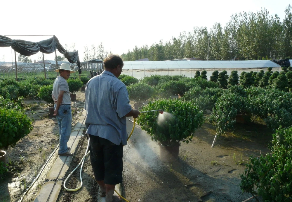 收到菊花苗後?菊花苗怎麼種植、澆水、馴化復原、控高、養護?