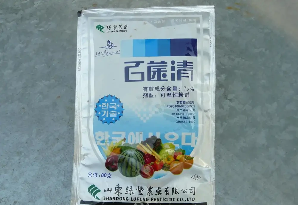 收到菊花苗後?菊花苗怎麼種植、澆水、馴化復原、控高、養護?
