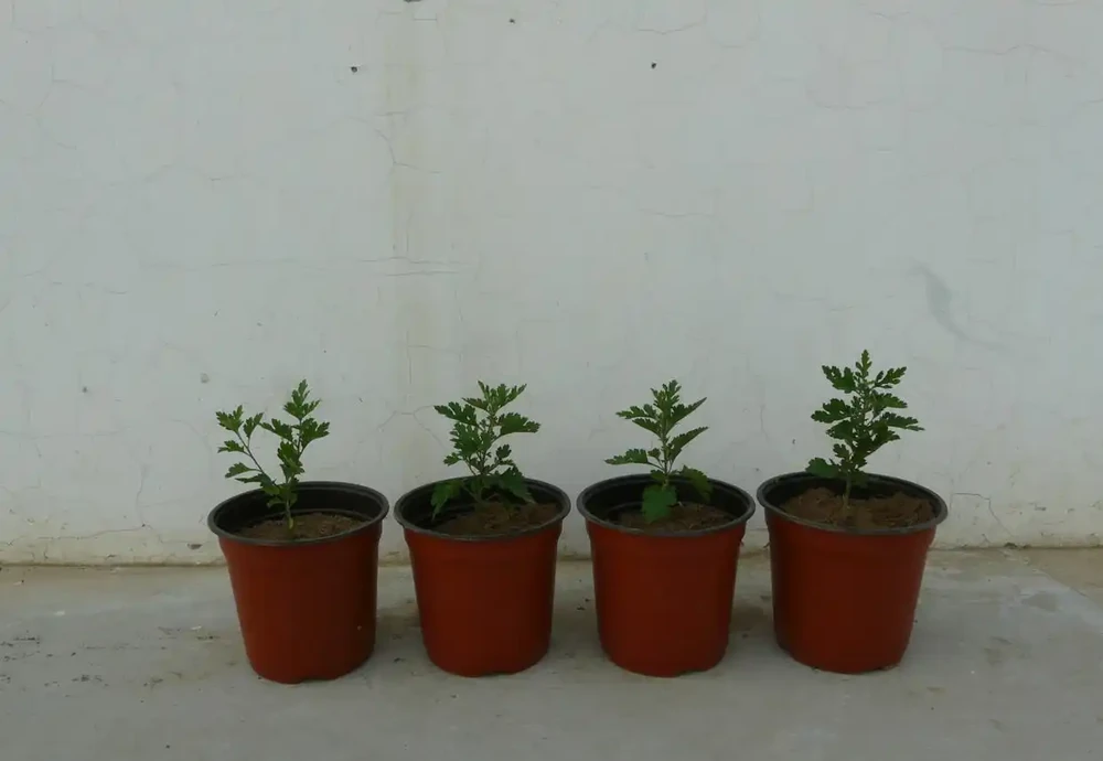 收到菊花苗後?菊花苗怎麼種植、澆水、馴化復原、控高、養護?